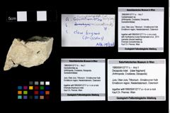 Foto (Objekt + Etikett) von Cycloprosopon sp.  (NHMW-GEO-1990-0041-2717a)